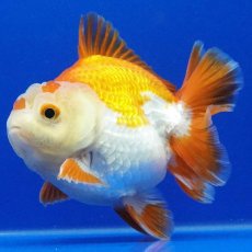 画像4: タイ産　超短オランダ　ショートテール　8cm± (4)