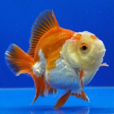 画像3: タイ産　超短オランダ　ショートテール　8cm± (3)