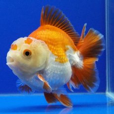 画像2: タイ産　超短オランダ　ショートテール　8cm± (2)