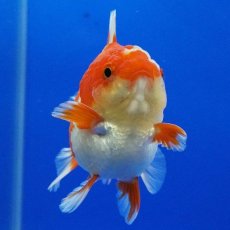 画像7: タイ産　超短オランダ　ショートテール　7cm± (7)