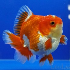 画像4: タイ産　超短オランダ　ショートテール　7cm± (4)