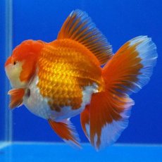画像12: タイ産　超短オランダ　ショートテール　8cm± (12)