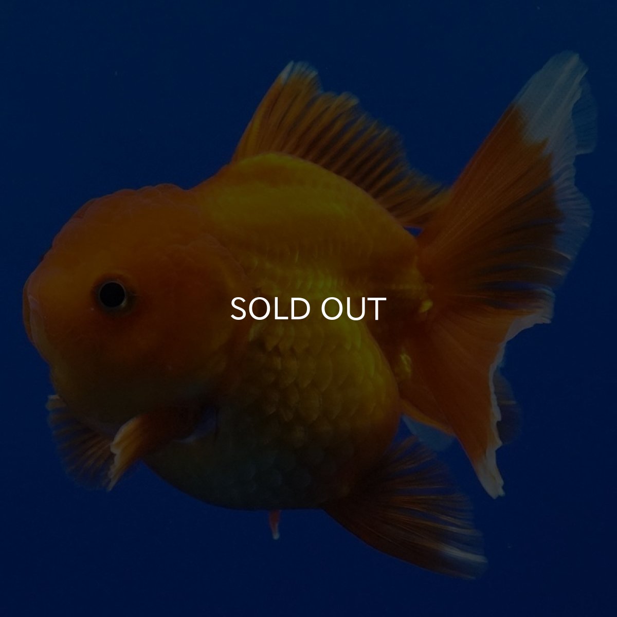 画像7: タイ産　超短オランダ　ショートテール　8cm± (7)