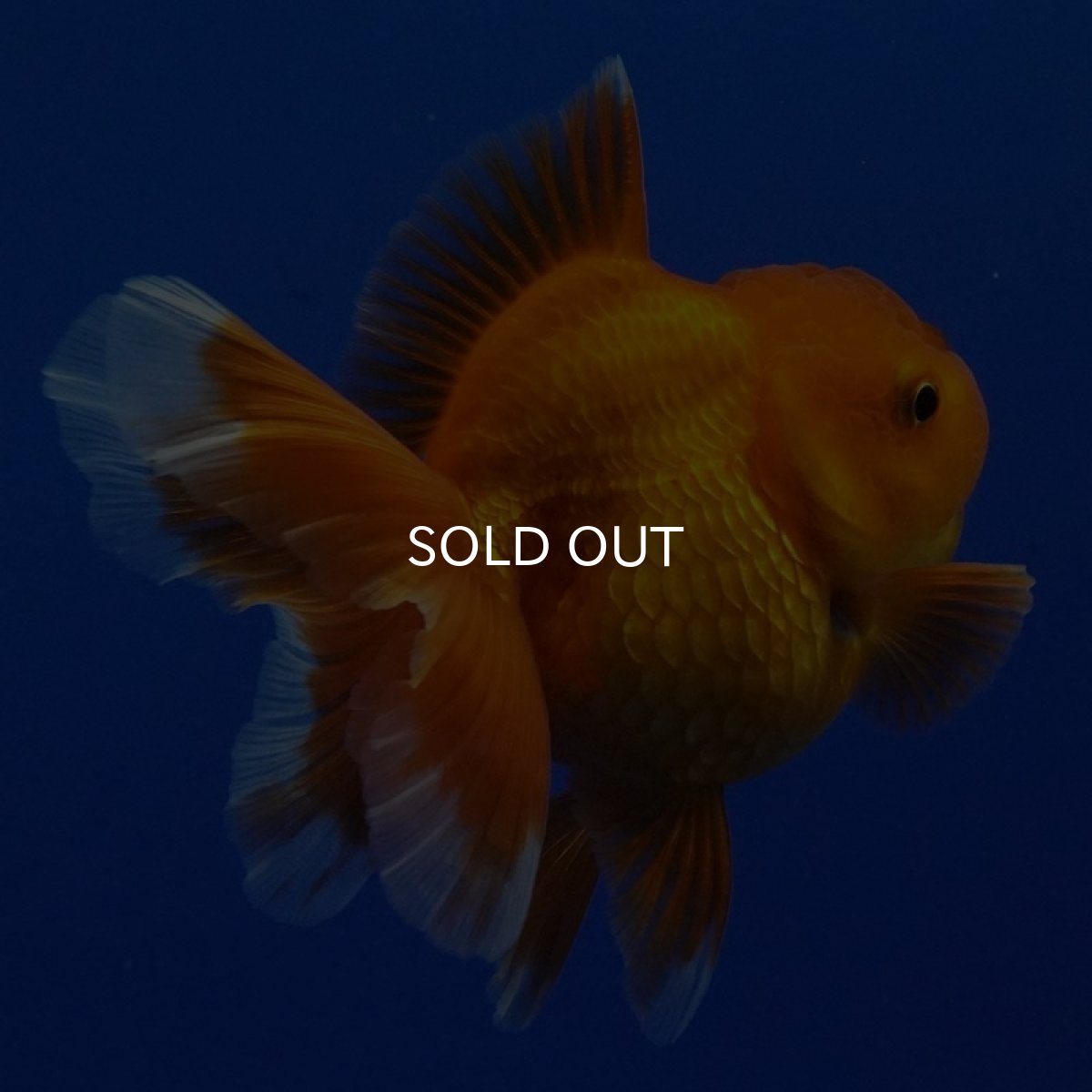 画像11: タイ産　超短オランダ　ショートテール　8cm± (11)