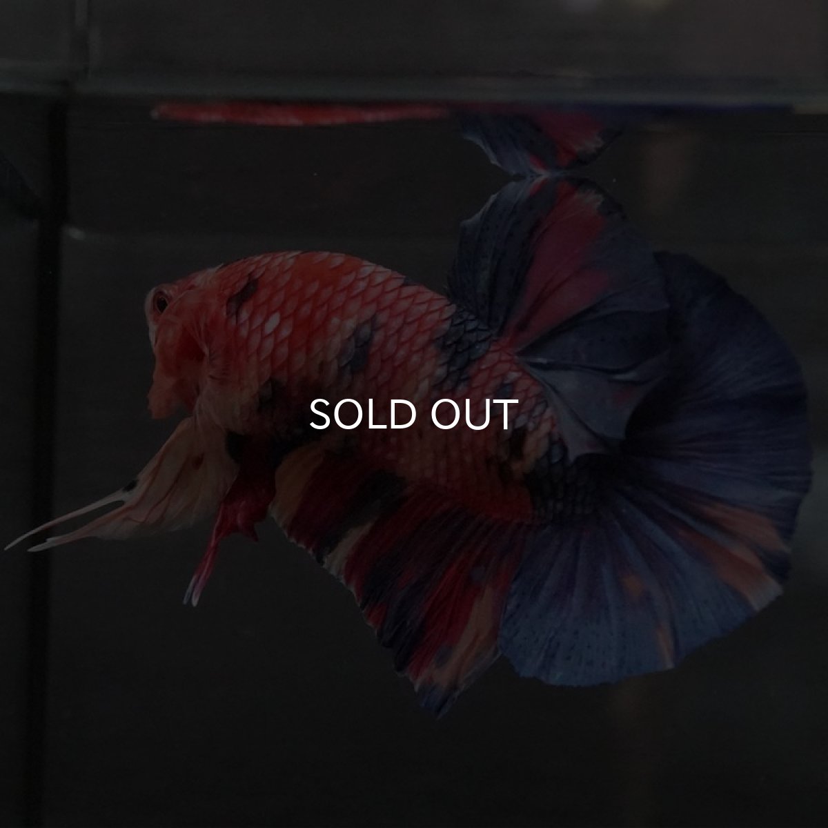 画像7: GHMPK キャンディ (7)