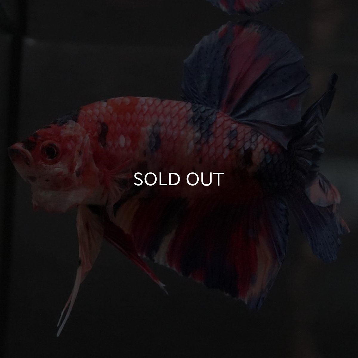 画像6: GHMPK キャンディ (6)