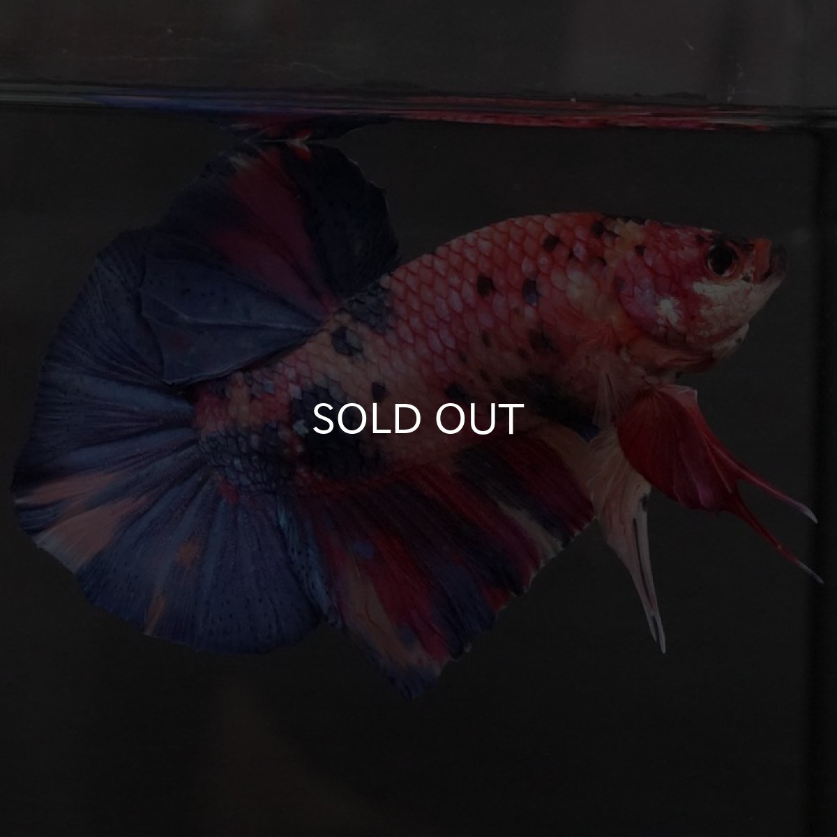 画像5: GHMPK キャンディ (5)