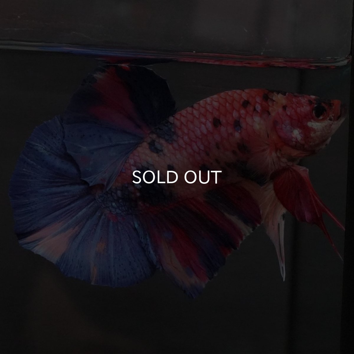 画像3: GHMPK キャンディ (3)