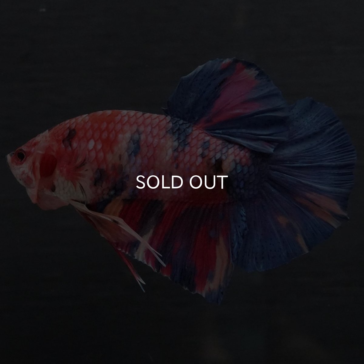 画像4: GHMPK キャンディ (4)