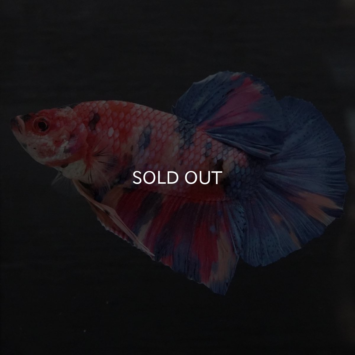 画像2: GHMPK キャンディ (2)