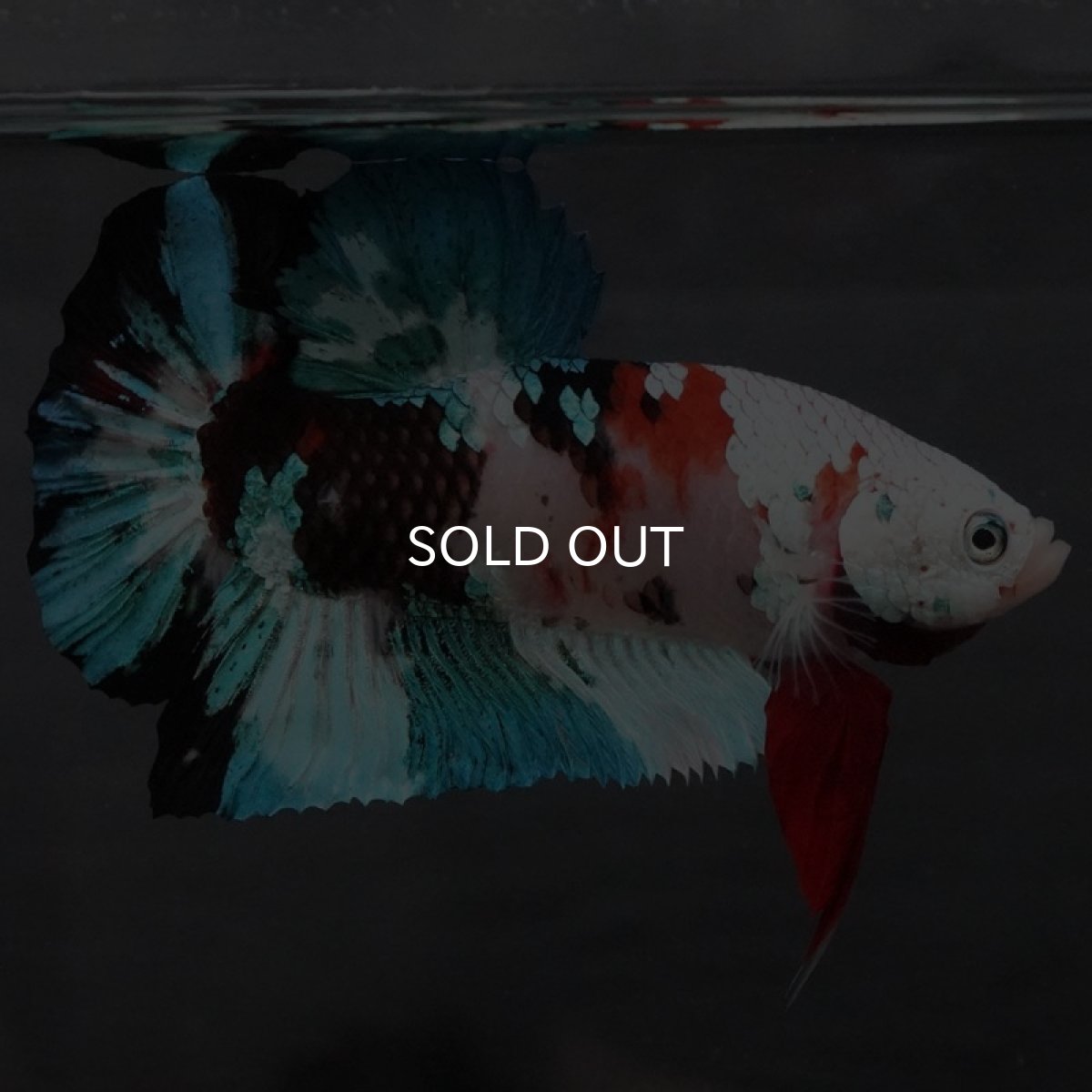 画像4: GHMPK 鯉ギャラクシー (4)