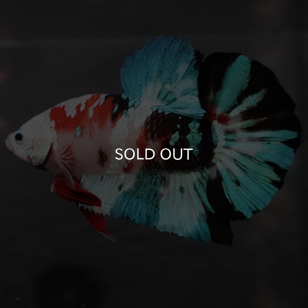 画像5: GHMPK 鯉ギャラクシー (5)