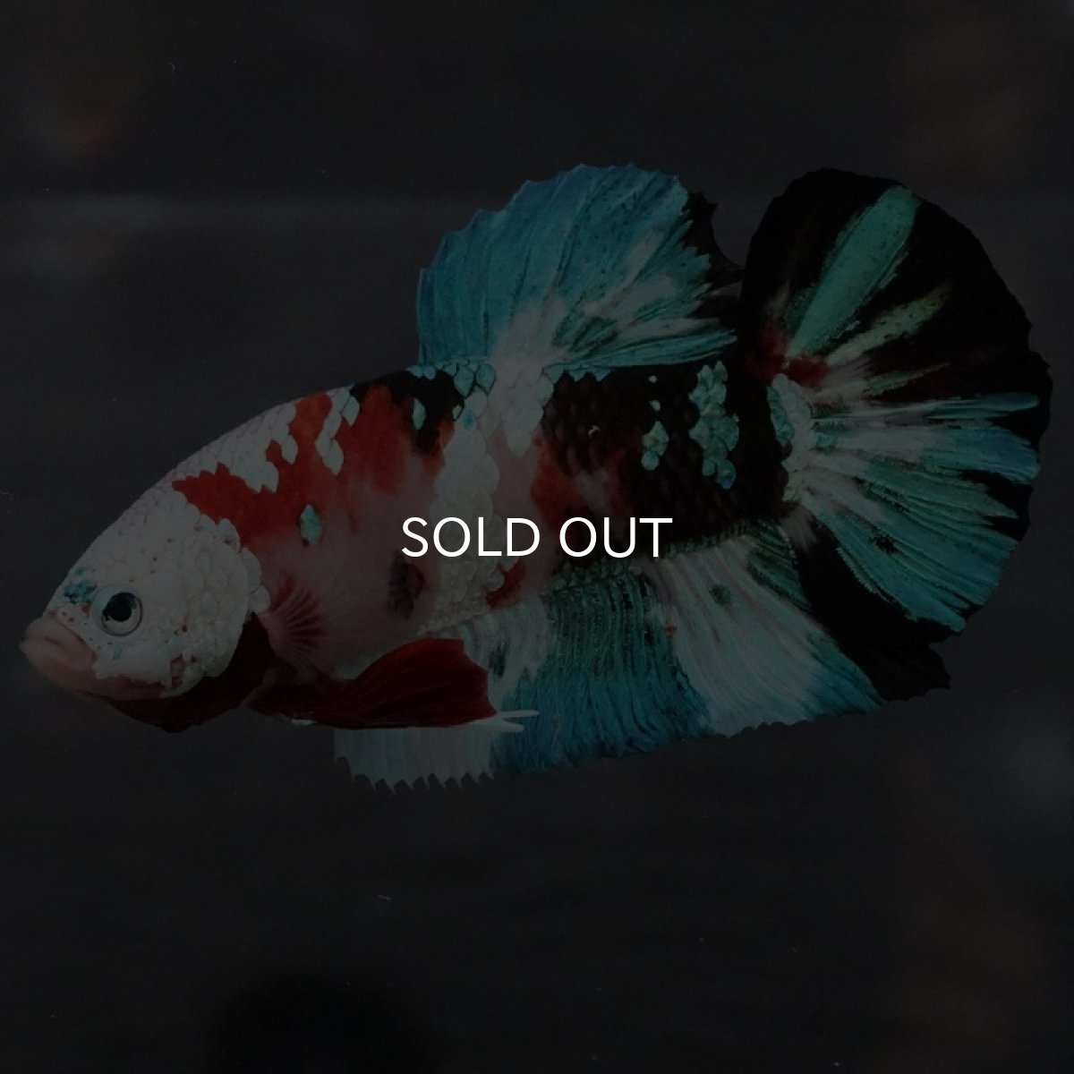 画像3: GHMPK 鯉ギャラクシー (3)