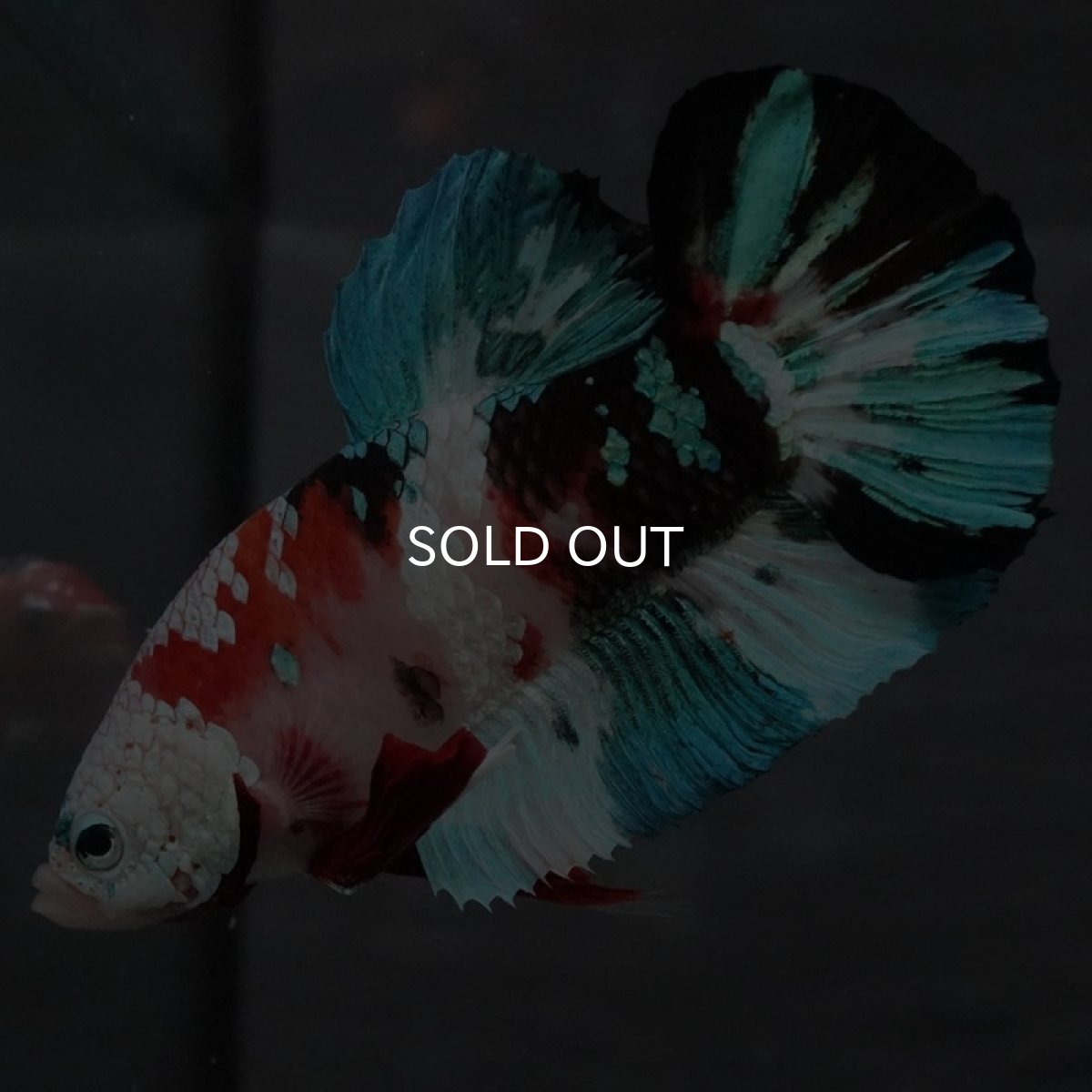 画像2: GHMPK 鯉ギャラクシー (2)