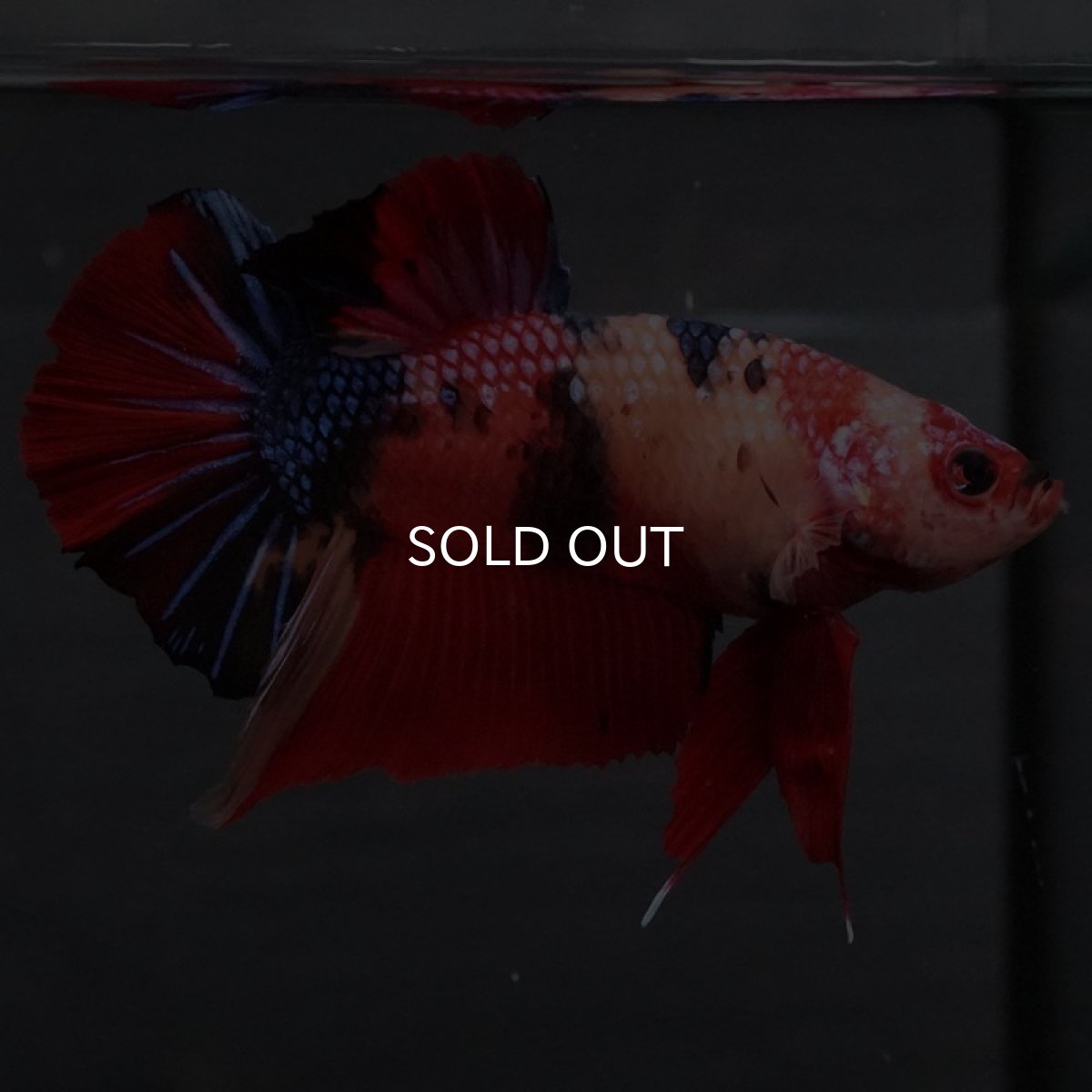 画像5: GHMPK キャンディ (5)