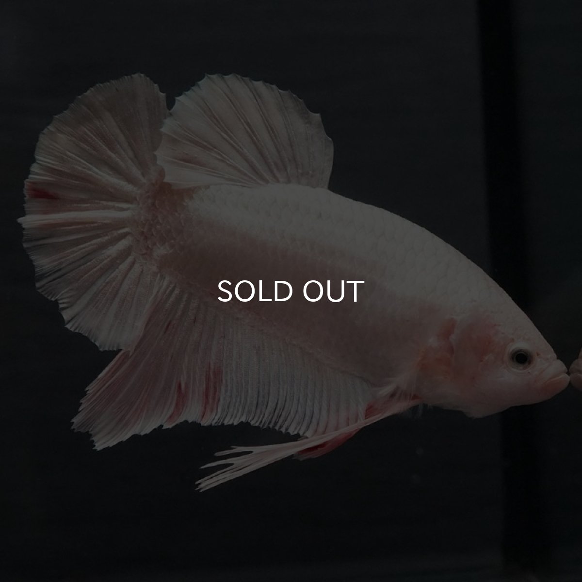 画像2: GHMPK　ファンシー (2)