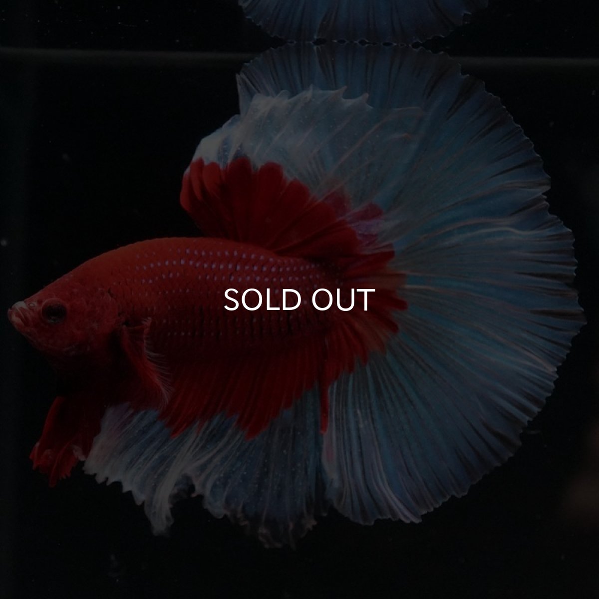 画像2: HM　レッドバタフライ (2)