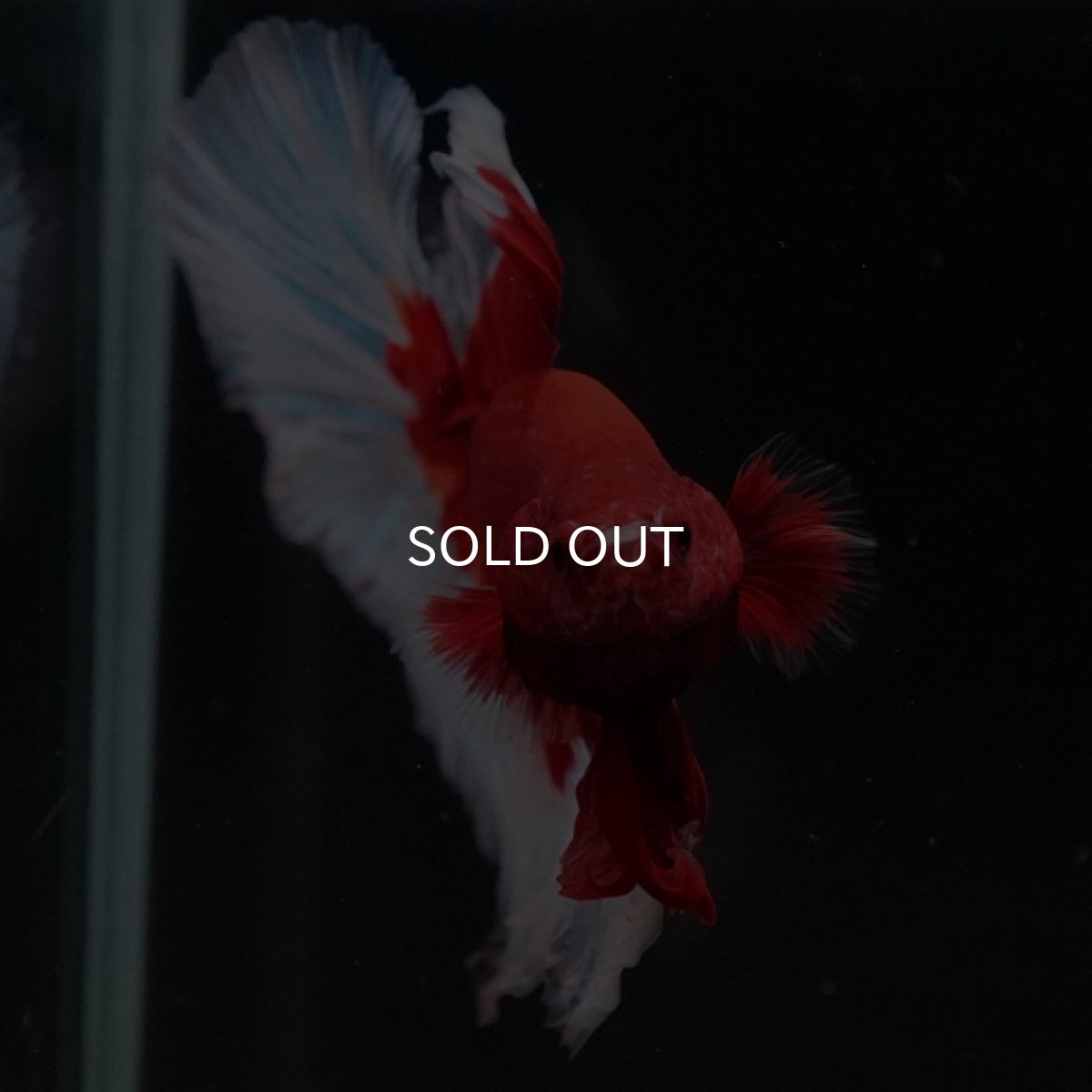 画像9: HM　レッドバタフライ (9)