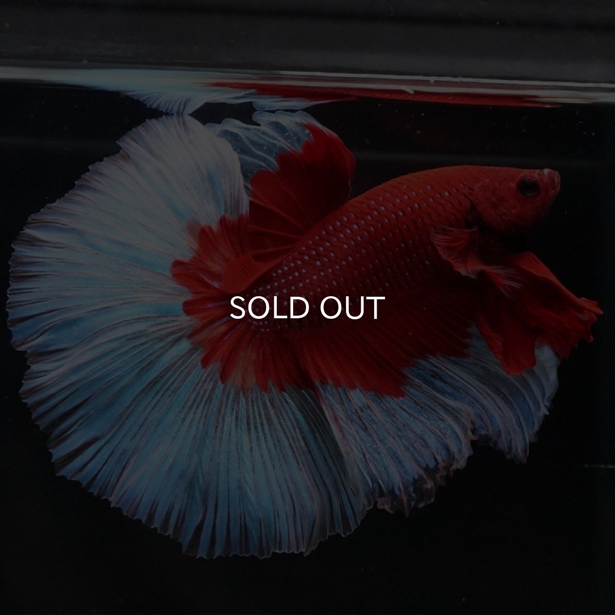 画像6: HM　レッドバタフライ (6)