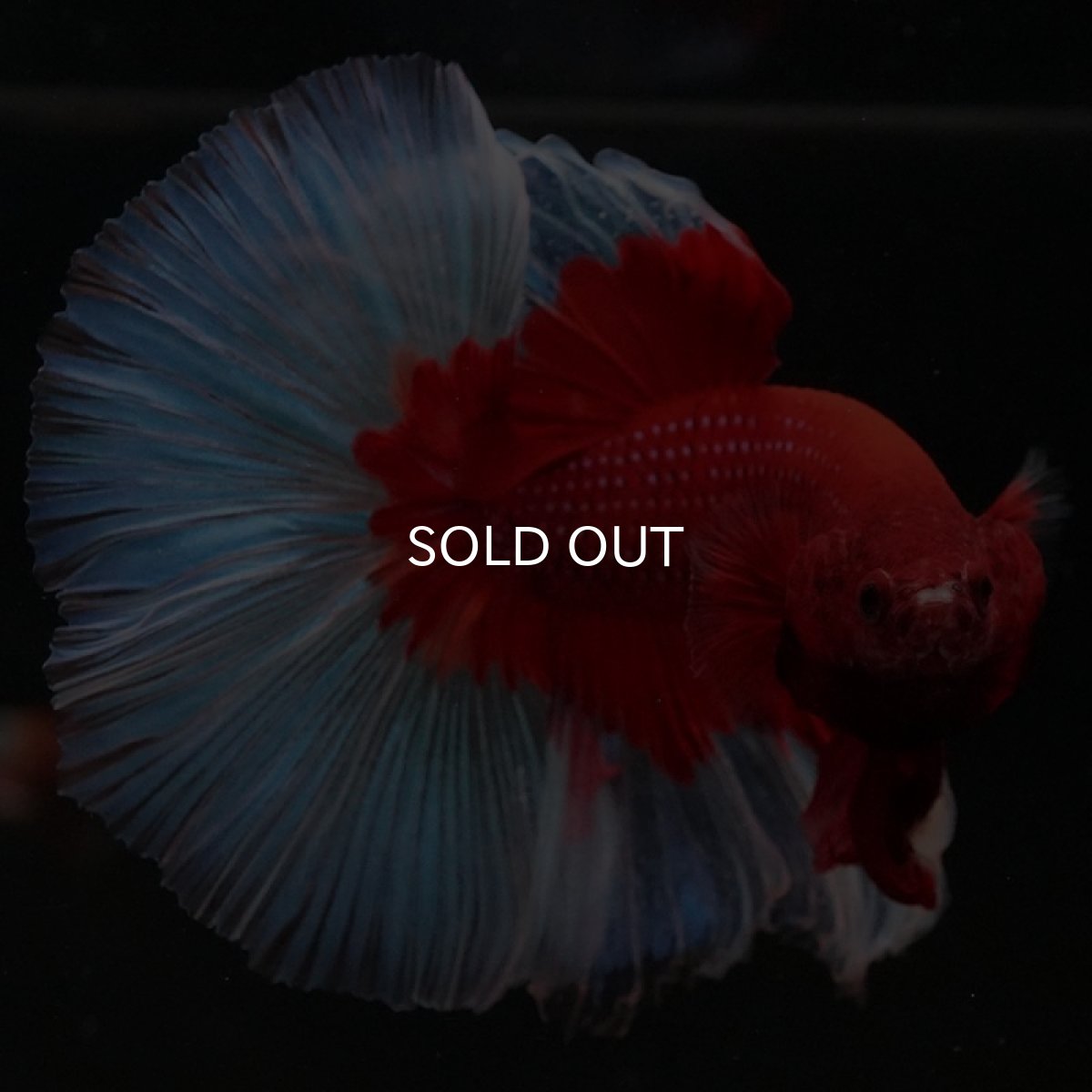 画像4: HM　レッドバタフライ (4)