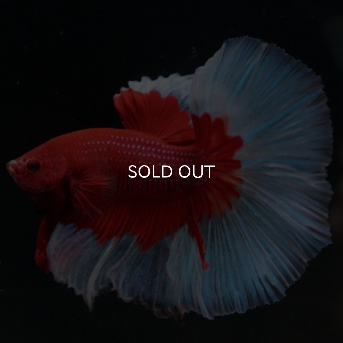 画像8: HM　レッドバタフライ (8)