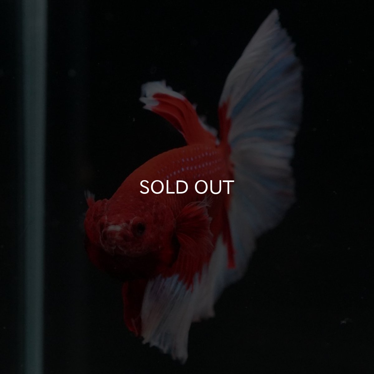 画像3: HM　レッドバタフライ (3)