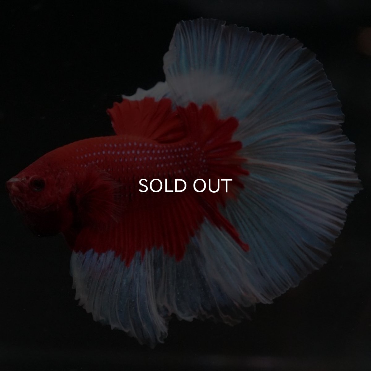 画像7: HM　レッドバタフライ (7)