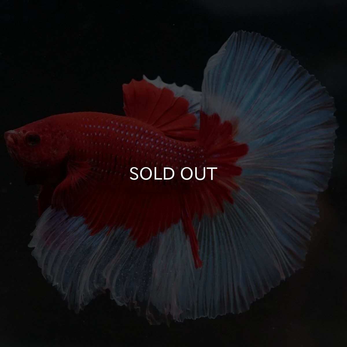 画像5: HM　レッドバタフライ (5)