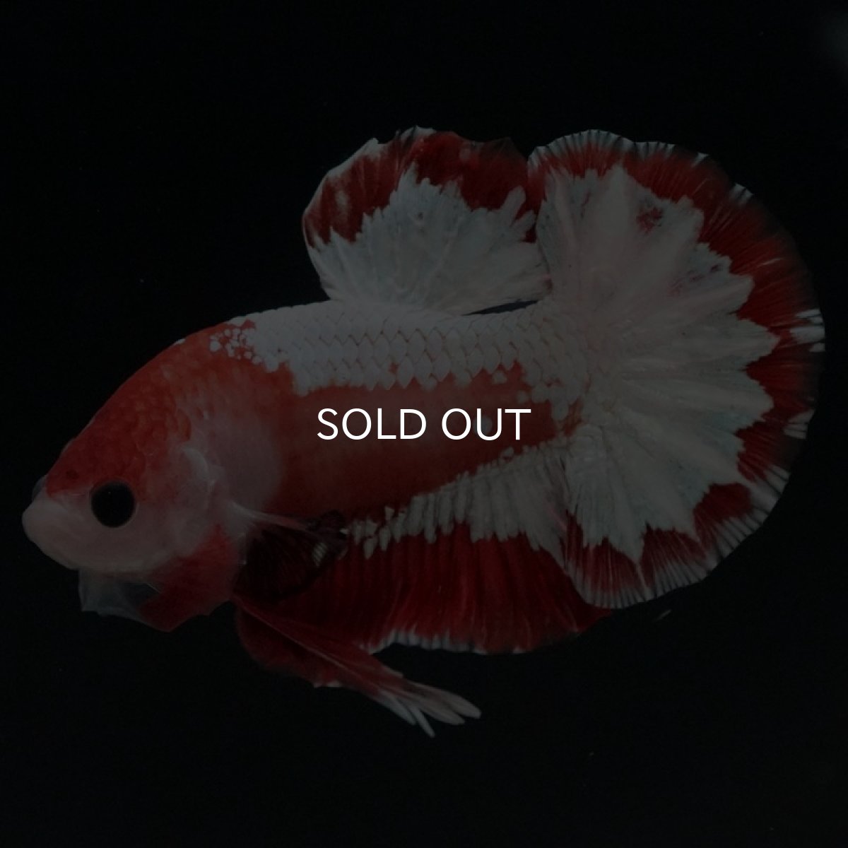 画像7: HMPK　ファンシーレッド (7)