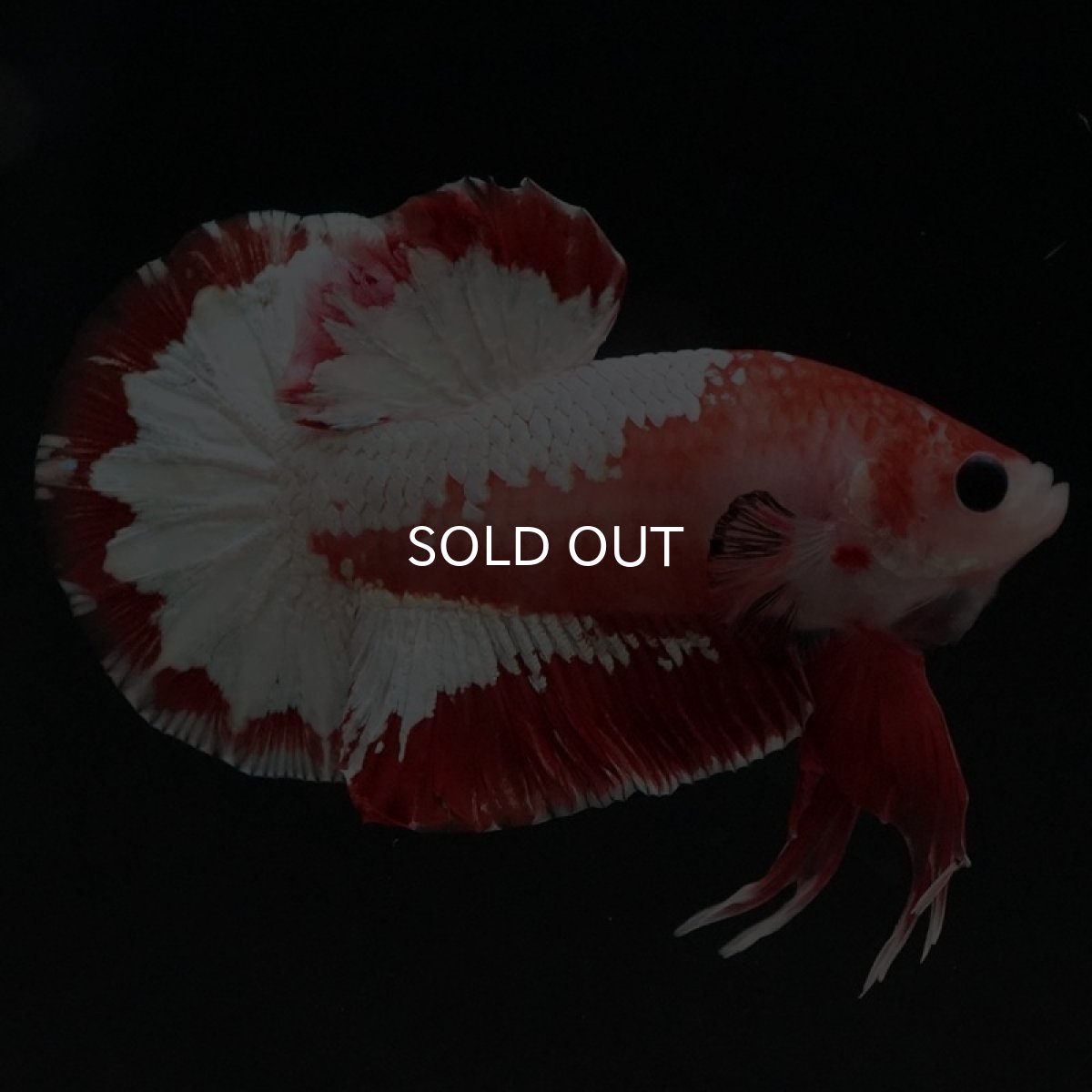 画像8: HMPK　ファンシーレッド (8)