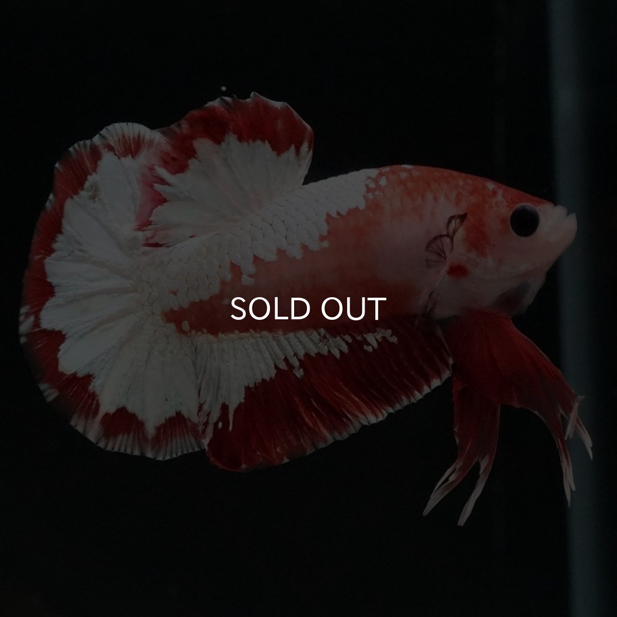 画像6: HMPK　ファンシーレッド (6)