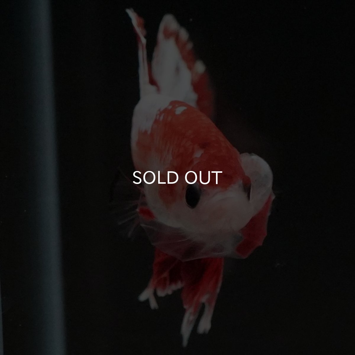 画像3: HMPK　ファンシーレッド (3)