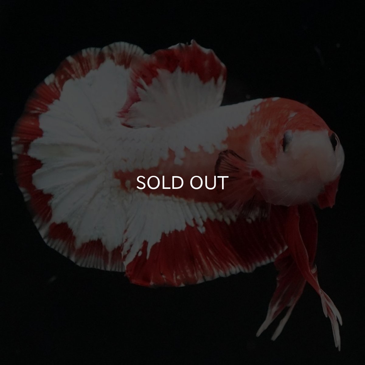 画像4: HMPK　ファンシーレッド (4)