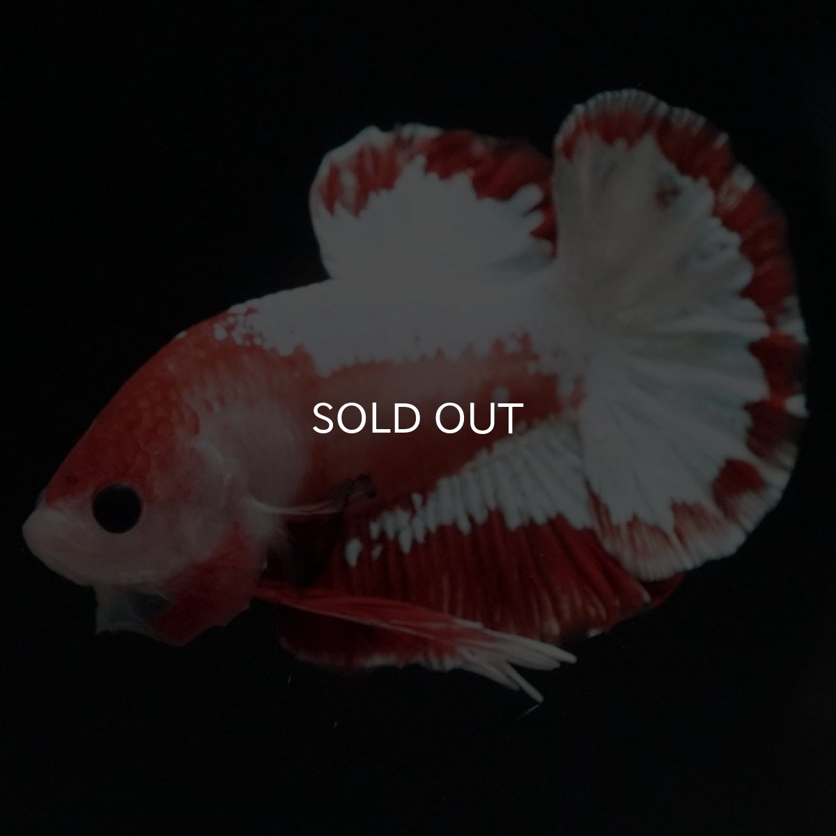 画像2: HMPK　ファンシーレッド (2)