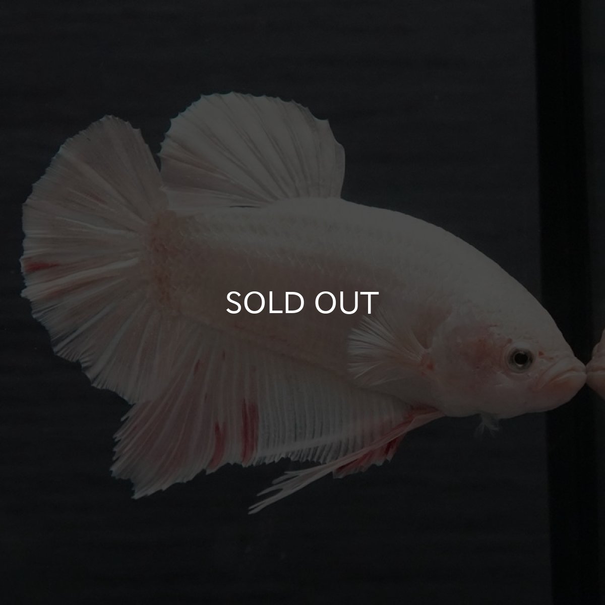 画像5: GHMPK　ファンシー (5)