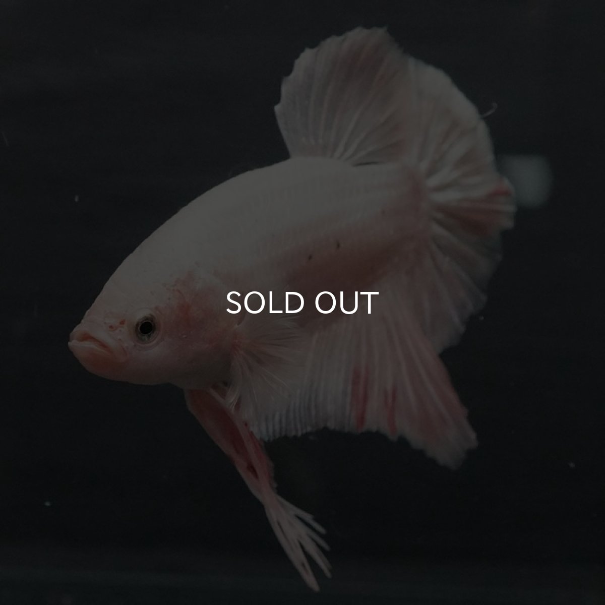 画像4: GHMPK　ファンシー (4)