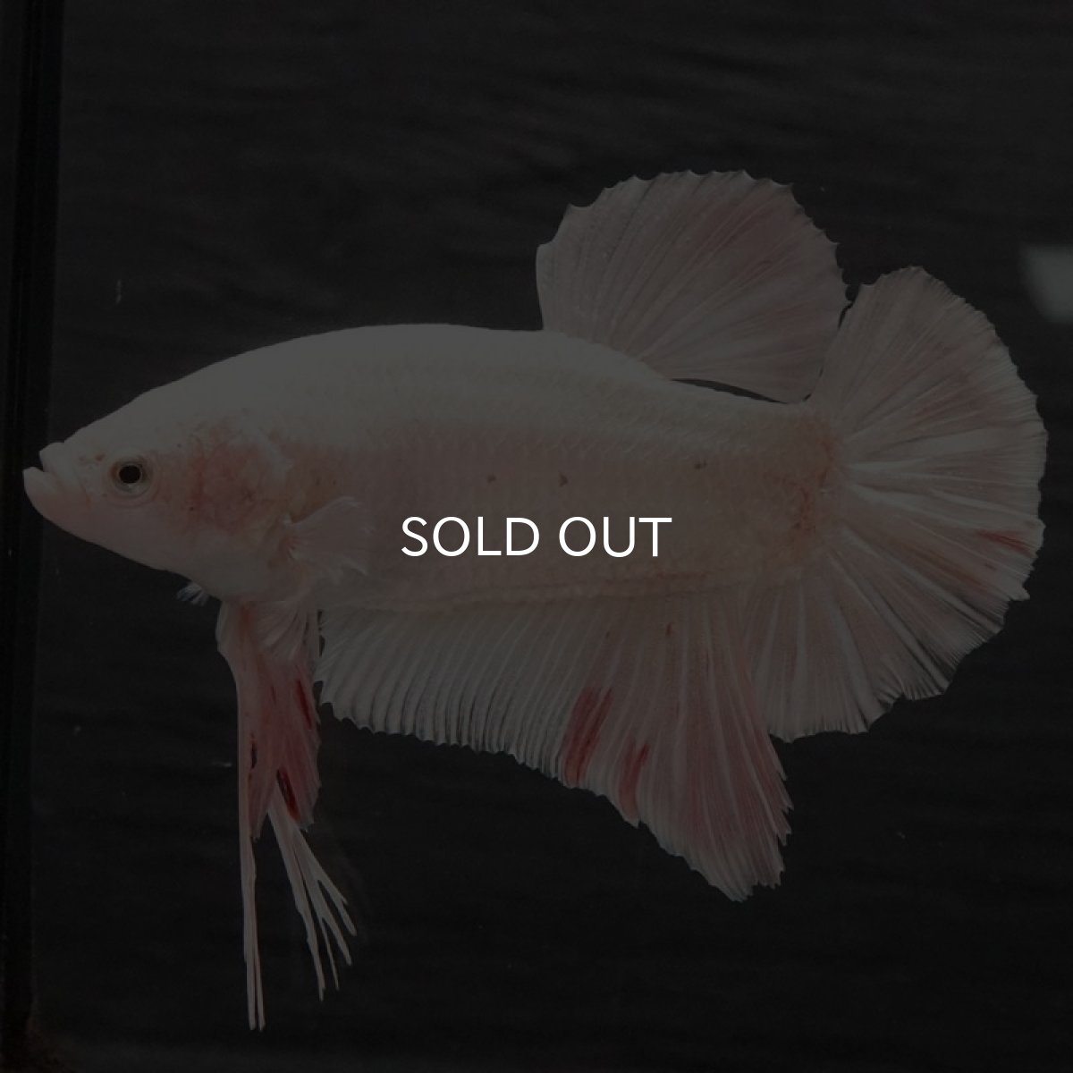 画像3: GHMPK　ファンシー (3)