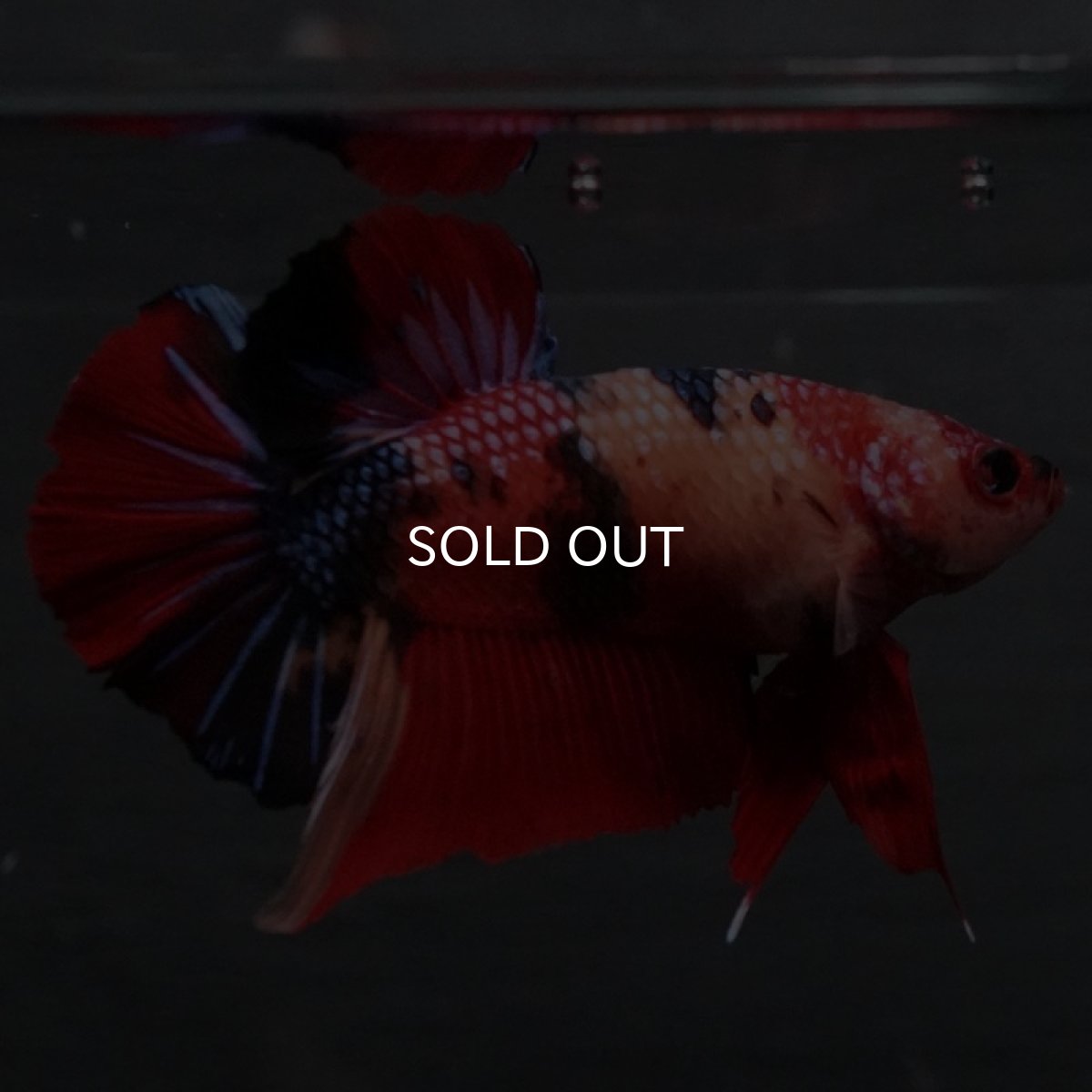 画像3: GHMPK キャンディ (3)