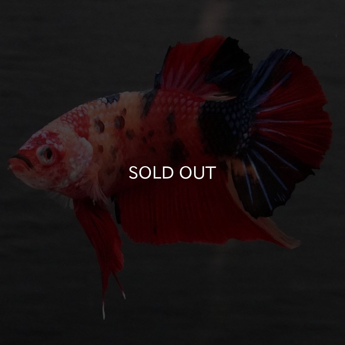 画像2: GHMPK キャンディ (2)