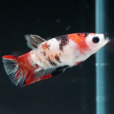 画像1: HMPK　鯉 メス (1)