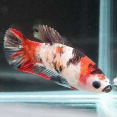 画像5: HMPK　鯉 メス (5)