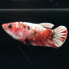 画像5: HMPK　鯉 メス (5)