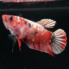 画像3: HMPK　鯉 メス (3)