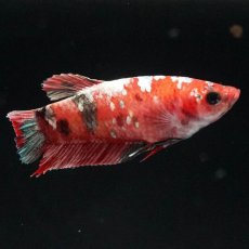 画像1: HMPK　鯉 メス (1)