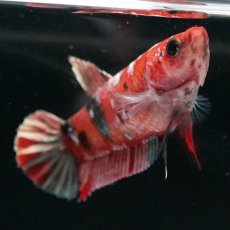 画像2: HMPK　鯉 メス (2)