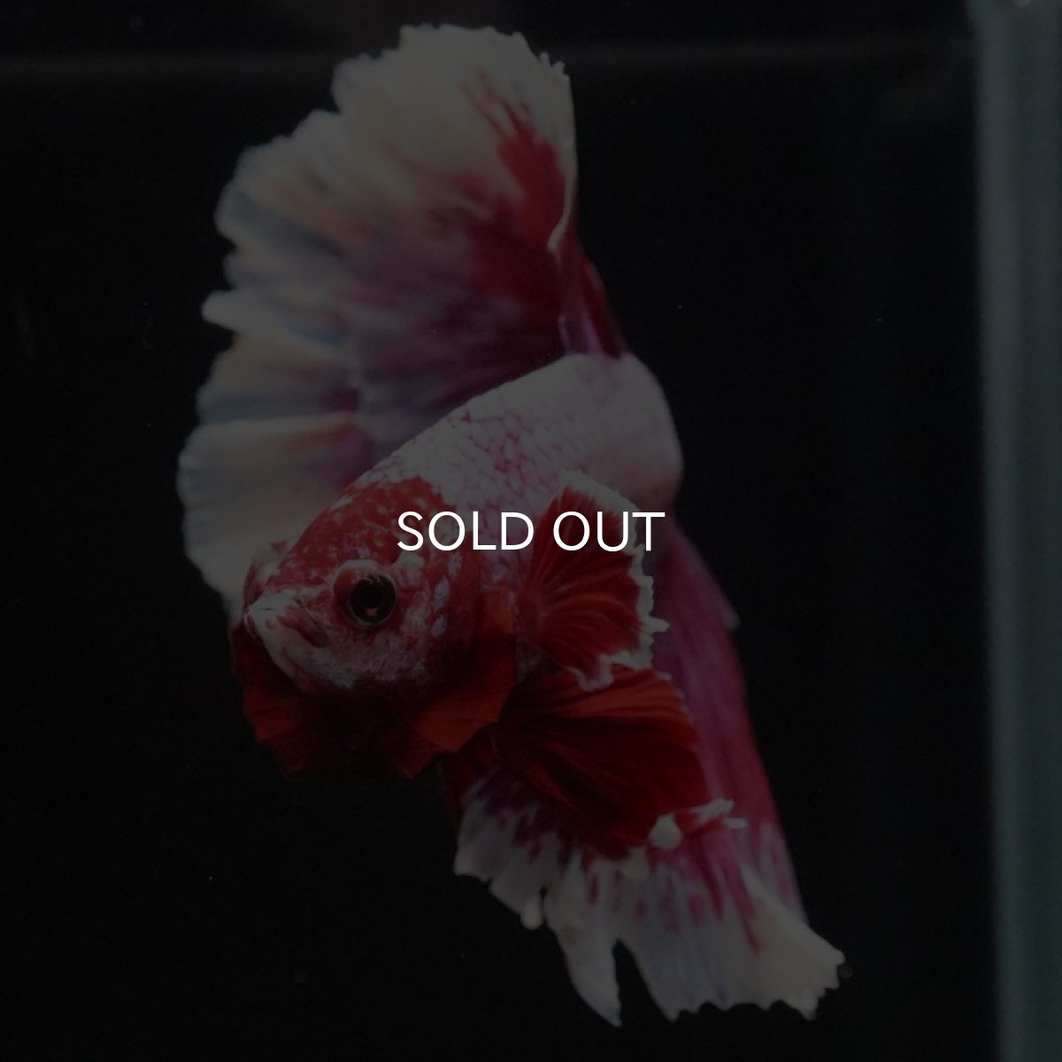 画像6: HM ラベンダーバタフライ ローズテール (6)