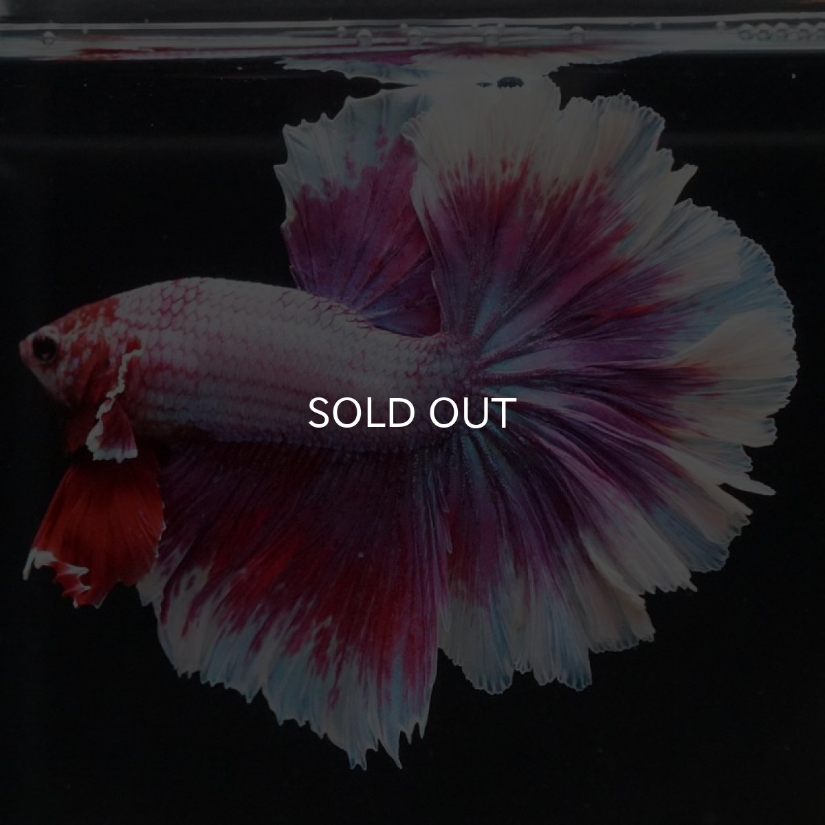 画像7: HM ラベンダーバタフライ ローズテール (7)