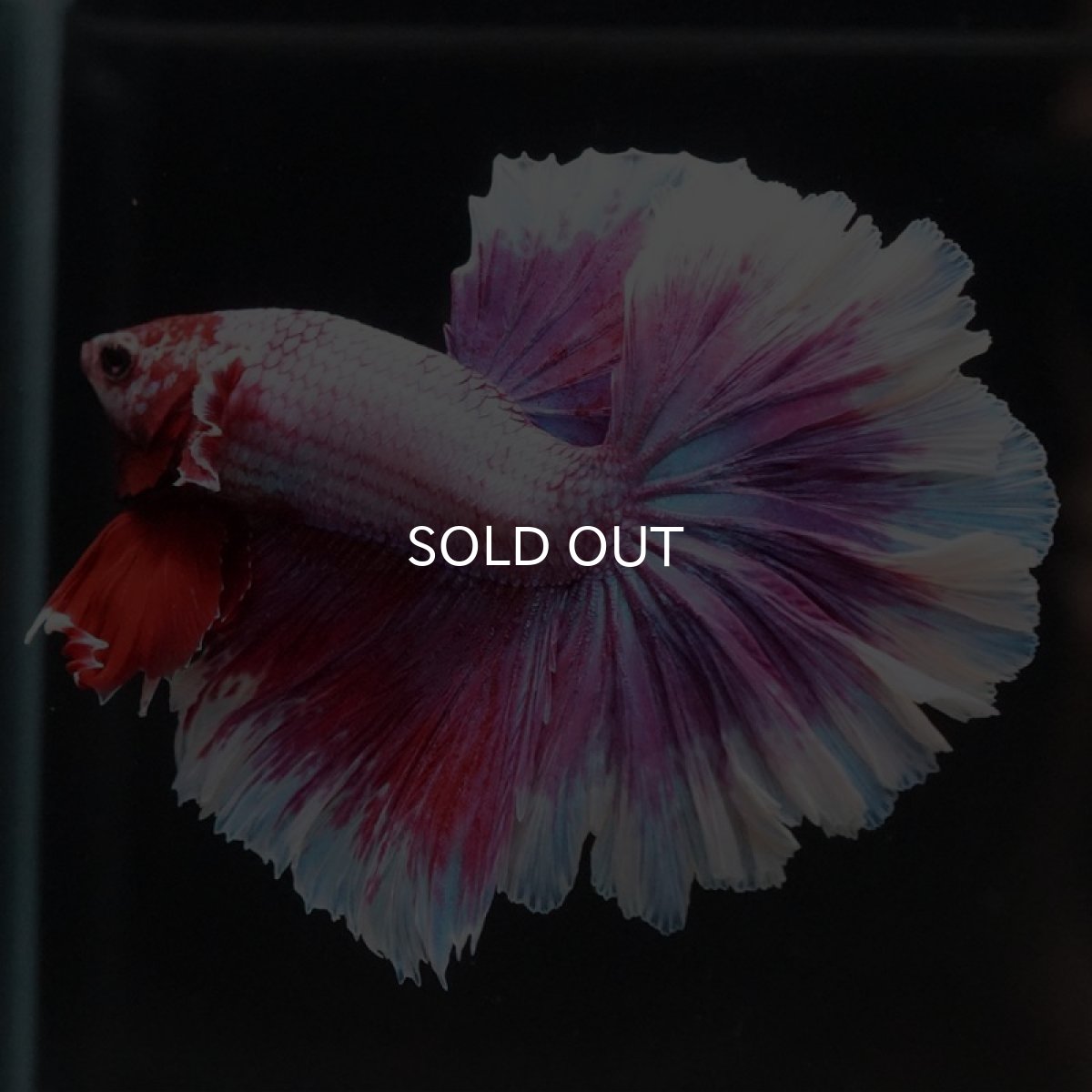 画像3: HM ラベンダーバタフライ ローズテール (3)