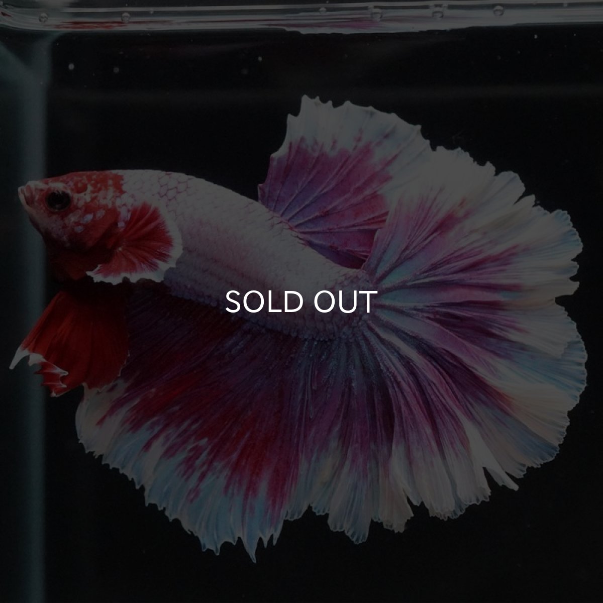 画像5: HM ラベンダーバタフライ ローズテール (5)