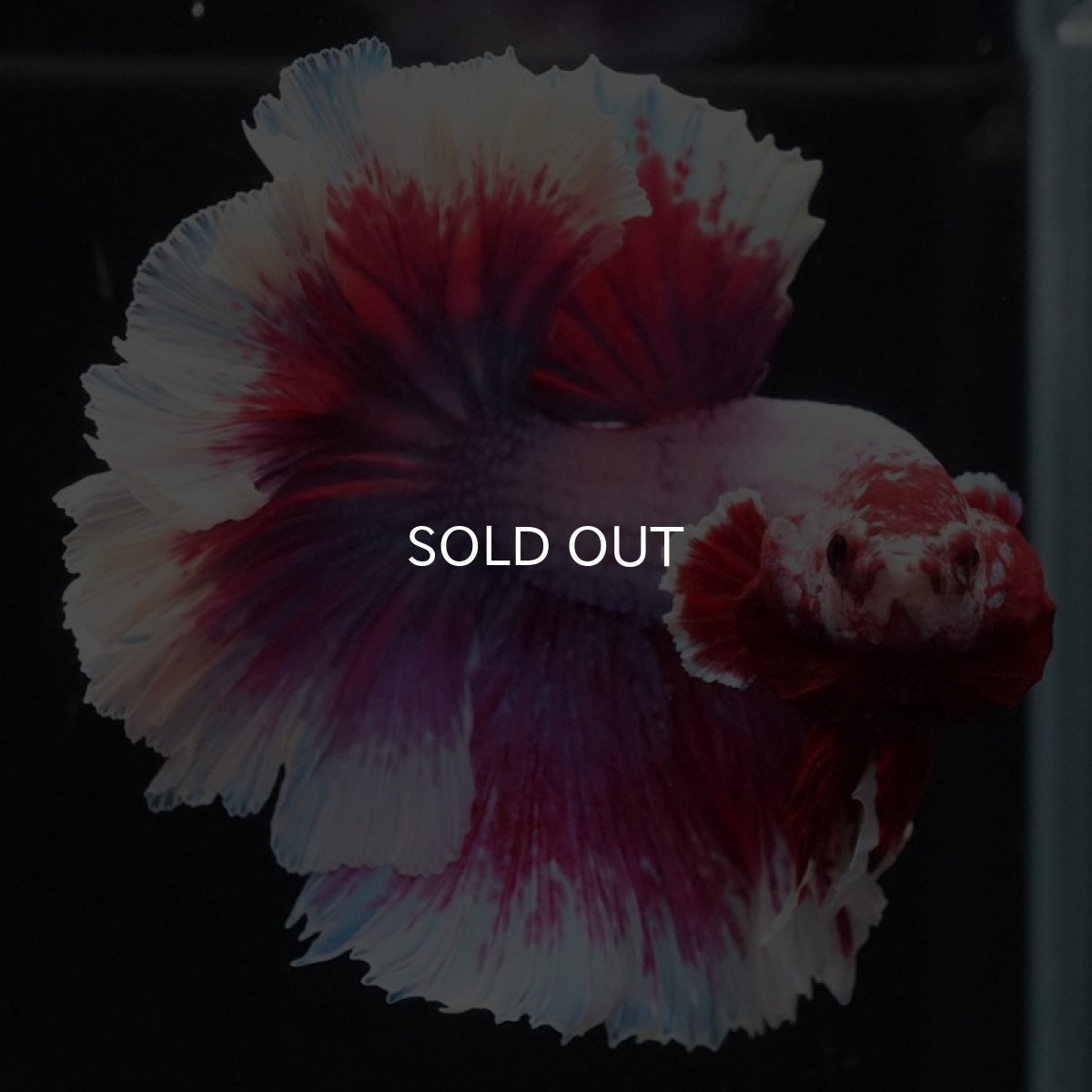 画像4: HM ラベンダーバタフライ ローズテール (4)